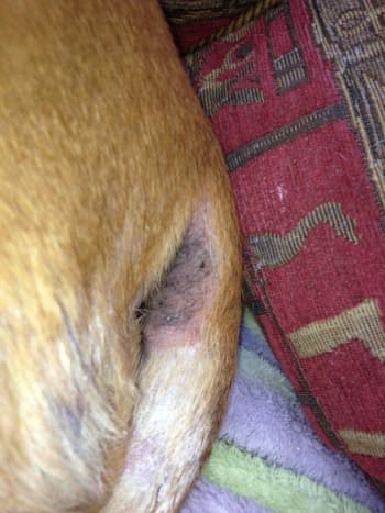 My dog's sore skin around her bottom.