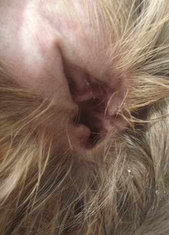 If your dog likes to swim the ears will look clean but water may be trapped deep in the canal.