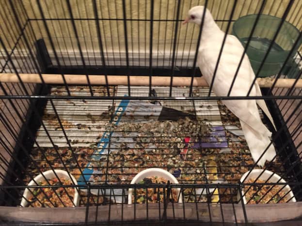 Do White Java Doves Make Good Pets? - PetHelpful