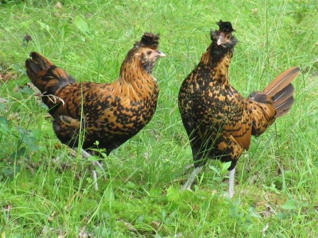 Two adult Golden Brabanter hens recently inquired about!
