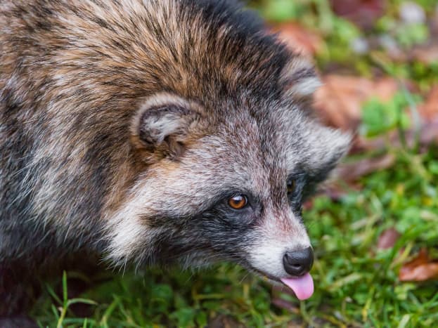 Despite closely resembling North American raccoons, raccoon dogs are thought to have evolved independently. 