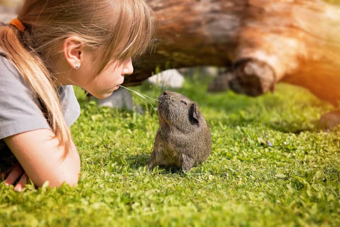 The loyal and affectionate guinea pig is easy to fall in love with.
