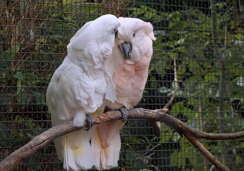 Cockatoos are very affectionate pet birds.