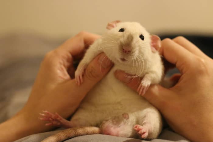 Believe it or not, fancy rats are sociable, empathetic, and affectionate pets.