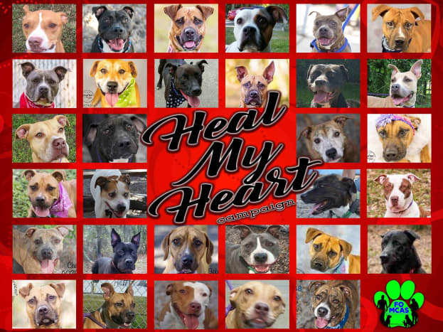 Life-Saving Work for Shelter Dogs via the "Heal My Heart" program.
