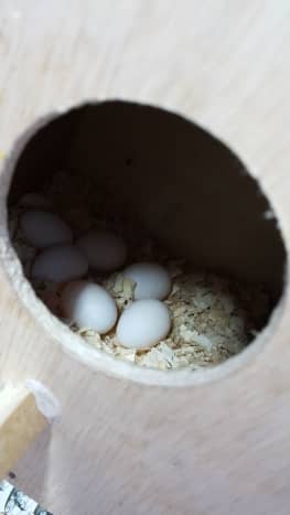 Picture showing my lovebird Lulu's eggs laid in her nest box.