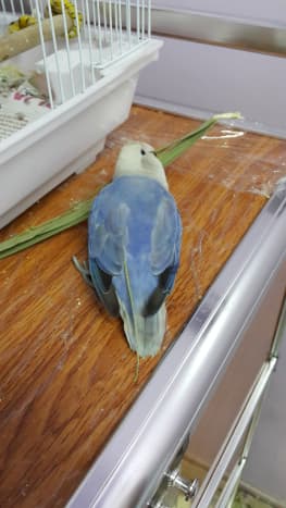 Lulu, my female lovebird loves to shred palm leaves and tuck them in her tail. It is the perfect nesting material for her. 