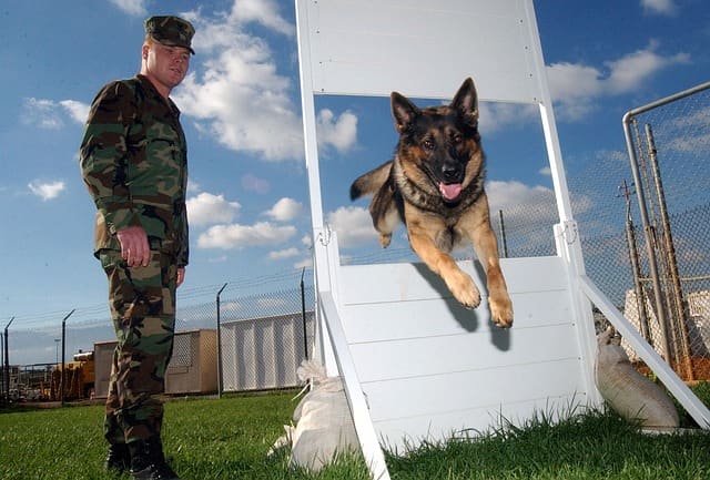Because German Shepherds are so intelligent and trainable, they are often employed as working dogs by military and law enforcement. 