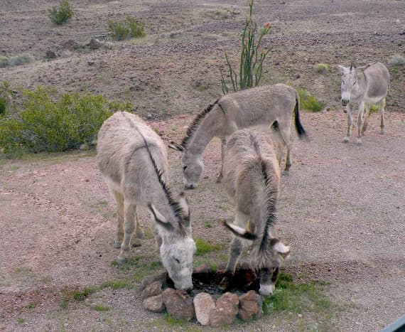 Wild burros are curious creatures. Here, near Senator Wash, they nibble at grass growing near a fire ring.