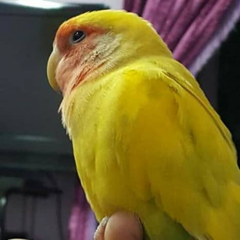 Picture of my pet lovebird Mumu who is undergoing a molt currently. Notice his wing which has a uniform color. 