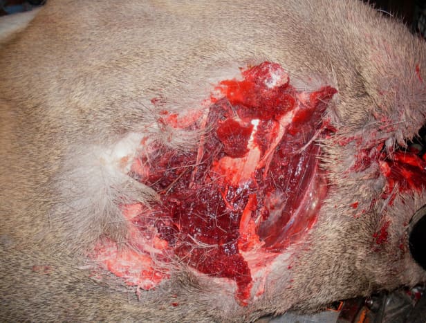 Wounds such as this one are likely to lead to contamination of the surrounding meat. Such sites should be considered dog food even on the best of animals.