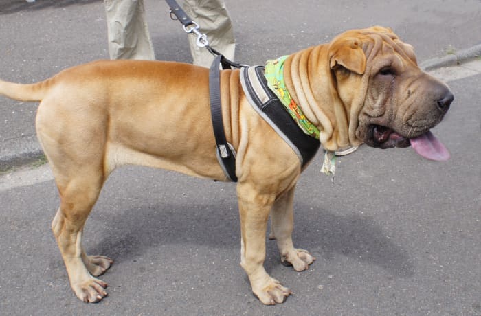 Some Shar-Pei dogs can be dog-aggressive.
