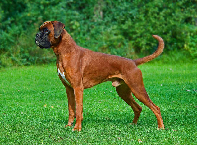 Boxers can be very strong but are often easy to manage.