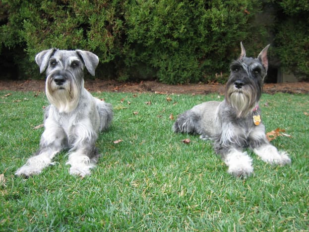 Standard Schnauzers are farm dogs and calm when out for a walk.