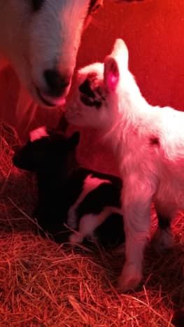 Cookie and her two babies, Lucky and Charm, born on St.Patrick's Day. Here, they are in their own special baby goat nursery complete with heat lamp. Cookie raised these two and since she was such a sweet goat they, too, turned out really great.
