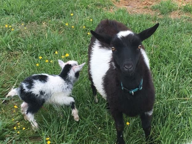 Oreo was raised by his mom and he is very sassy but sweet and enjoys human company as much as other goats.