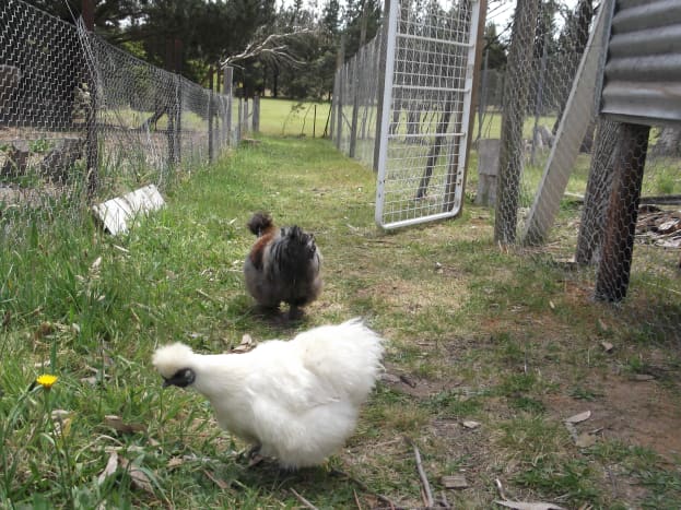 Two of my Silkies. One white hen with a rooster. They won't be kept in the new chicken run because they cause no damage to our gardens and we simply lock them up in their own little house at night.