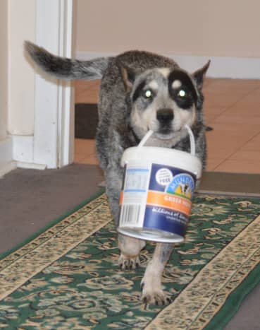 Titan loved his yogurt and did many jobs for us like getting the mail and helping with the shopping.
