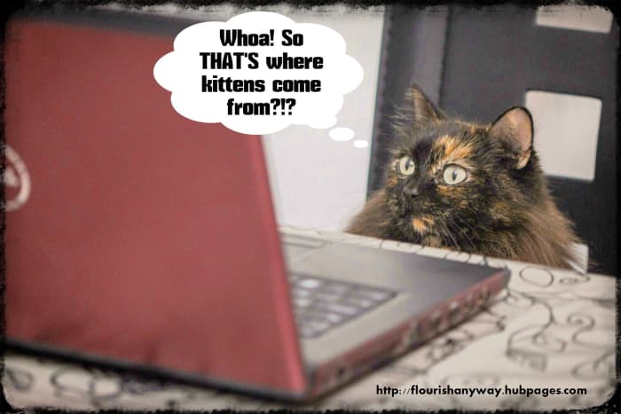 (Computer Cats: Internet Addicts) Whoa! So THAT'S where kittens come from?!?