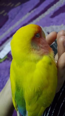 I let Mumu sleep on my palm more often, since he enjoys that.