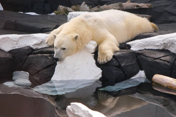 This polar bear is one bored Sea World employee.