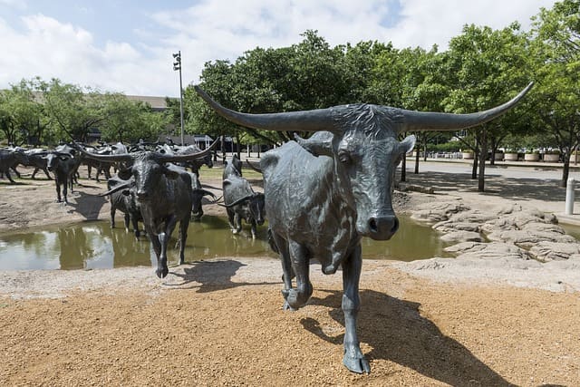 Iconic Texas longhorn cattle