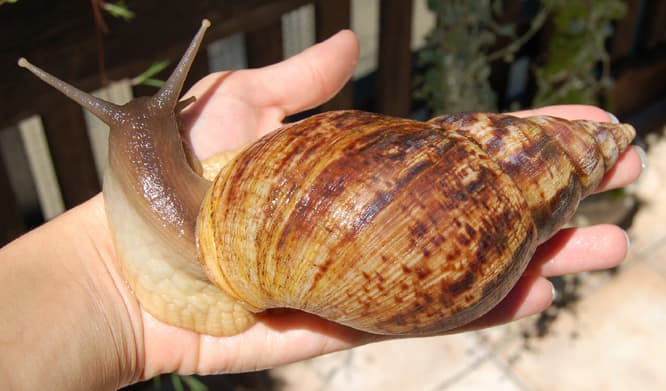 A large snail