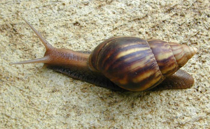 snail farming business plan