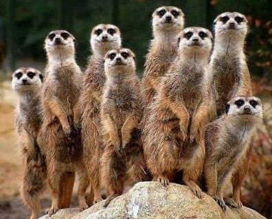 &quot;Yes, we're related.  How'd you guess?&quot;  A group of meerkats is called a &quot;gang,&quot; &quot;clan,&quot; or &quot;mob.&quot; Meerkats live in underground burrows in the deserts of Botswana, Namibia,southwestern Angola, and South Africa.