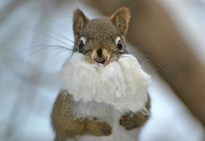 Santa, where's your hat?  (This little guy is actually trying to stuff bamboo cotton bedding into his mouth.)