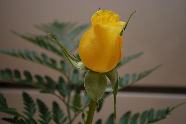 What Do Flower Colors Mean In Relationships Pairedlife
