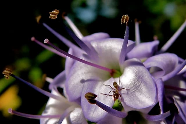 Ant on a native flower, Melbourne, Australia
