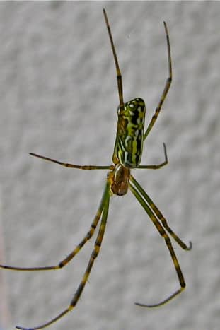 Common spider, Fukushima, Japan.