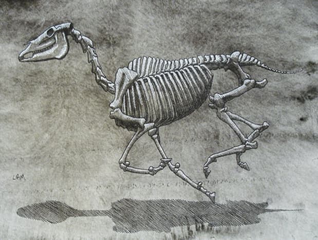 A horse skeleton in motion. Note the stiffness of the spine.