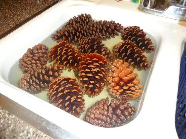 Pine cones soaking in warm water