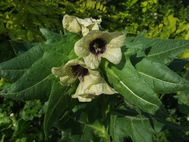 Henbane like that used in Salem and Spanish ointments