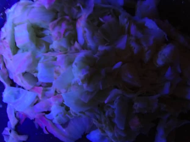 Freshly cut lettuce will typically have a pink/red tint under the black light.