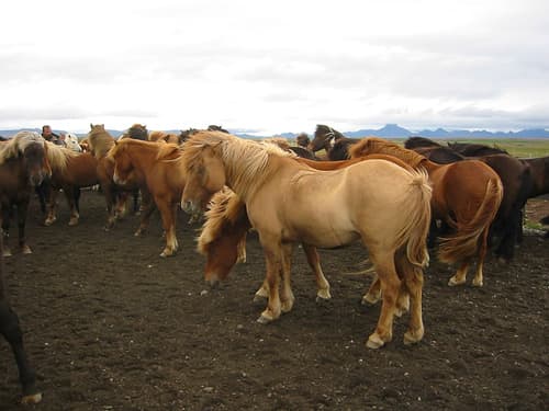 Icelandic Horses in the Wind