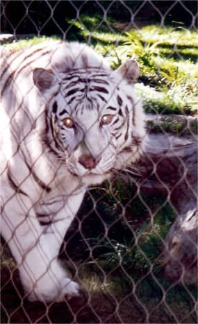 One of Siegfried &amp; Roy's White Striped Tigers at the Mirage