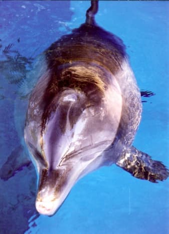 The beautiful bottle nosed dolphin at the Mirage Hotel in Las Vegas