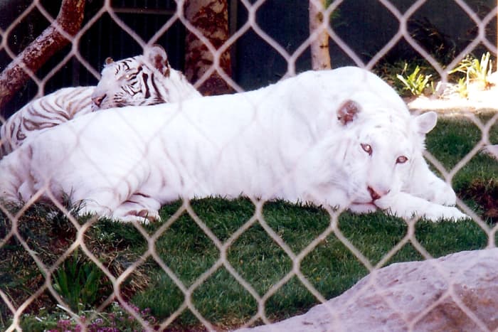 Siegfried &amp; Roy's Snow White  &amp; White Striped Tigers at the Mirage Hotel in Las Vegas