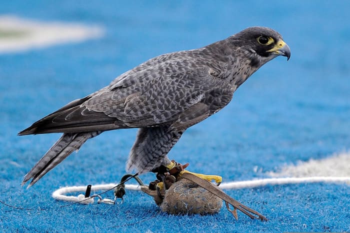 The U.S. Air Force Academy (USAFA) mascot, Apollo, sits on the lure after completing a halftime show during the USAFA Falcons football game against the Idaho State Bengals at Falcon Stadium in Colorado Springs, Colo., Sept. 1, 2012.
