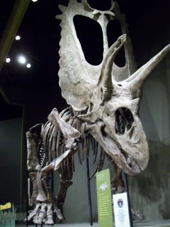 The Pentaceratops, the Guinness World Record holder for the Largest Dinosaur Skull ever Discovered.