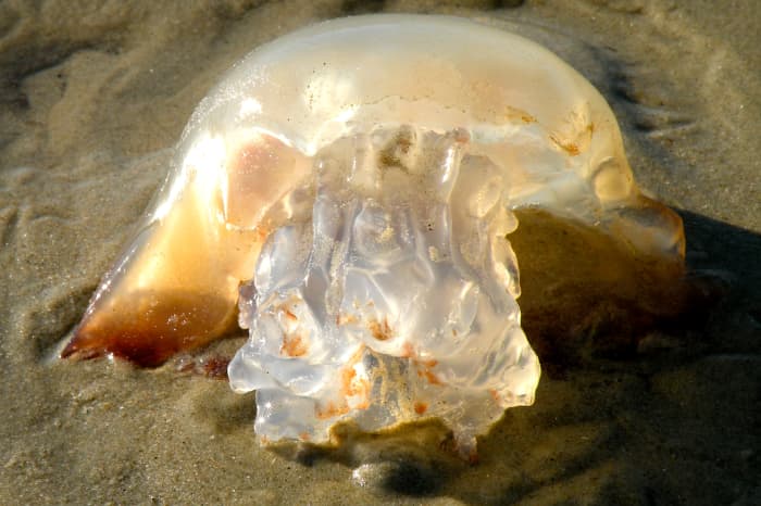 Jelly fish found on the beach in the winter.