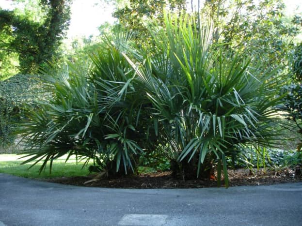 Needle Palm Tree