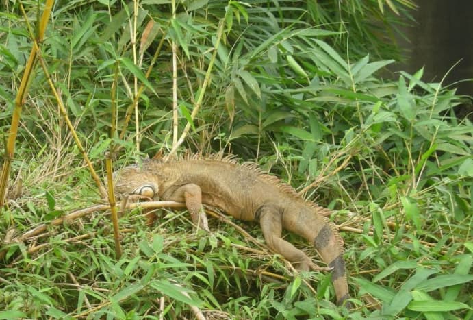 Iguanas Everywhere in Costa Rica