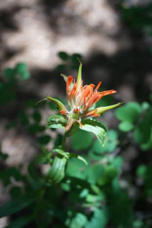 The &quot;Paintbrush&quot; plant.  These are not actually flowers, but modified leaves called &quot;bracts&quot;.