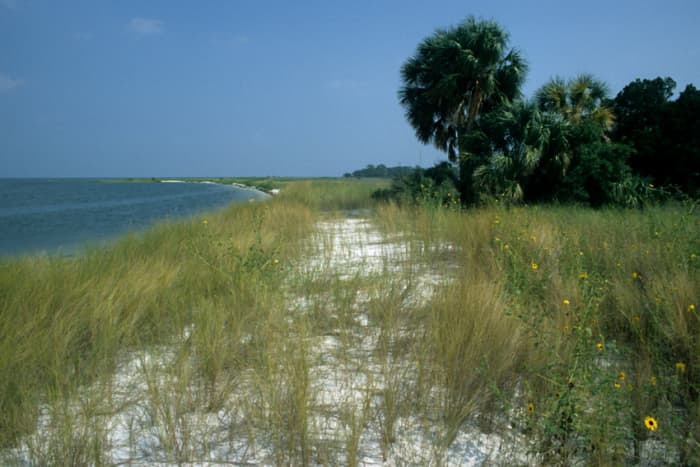 Cedar Key in Levy County. Beaches -  both those left wild as well as those cleared for human recreation - are great places to see Floridian wildlife 