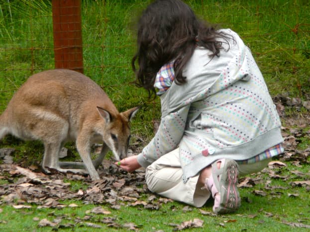 Albino kangaroo hugs a laughing American woman at a Perth wildlife park