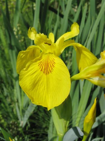 A yellow flag iris flower in Stanley Park